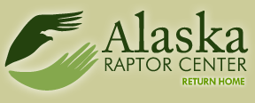 [Alaska Raptor Center Logo]