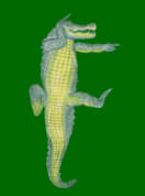 [Colorado Gators Reptile Park Logo]
