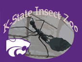 [Insect Zoo at Kansas State Logo]